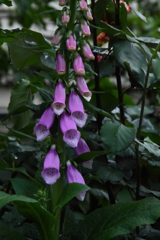 2012 05 25 4398